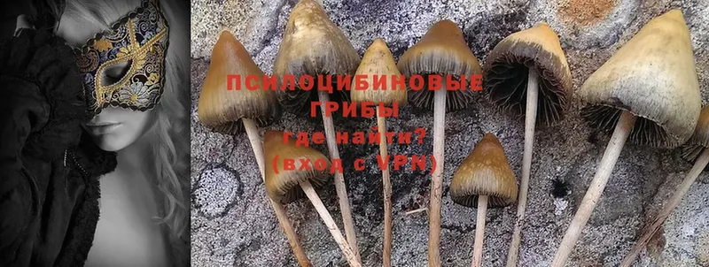 Галлюциногенные грибы Cubensis  Менделеевск 